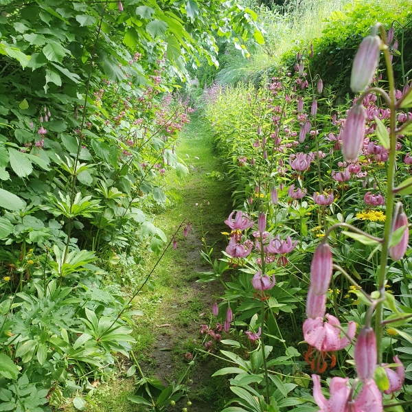 Morland House Gardens